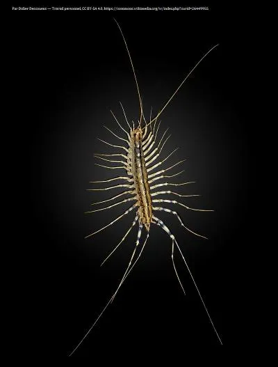 Peut-on trouver des millepattes-araignées en France ?