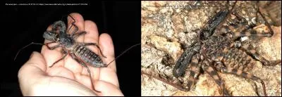 Ces arachnides sont un mélanges entre araignées et scorpions, tout pour plaire ! Comment sont-ils appelés ?