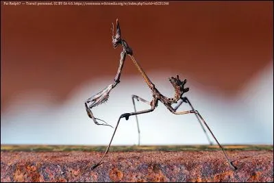 Les empuses sont des proches cousines des mantes religieuses. Que mangent-elles à l'apéro ?