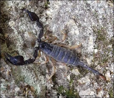 On peut trouver des scorpions en France, bien qu'ils finissent souvent écrasés sous une sandale. Quelle espèce de scorpion est représentée sur l'image ?