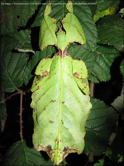La phyllie géante mesure 12 cm et aime se déguiser en feuille. C'est une espèce de...