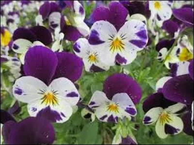 Marbre blanc que l'on trouve sur une île de la mer Égée :
