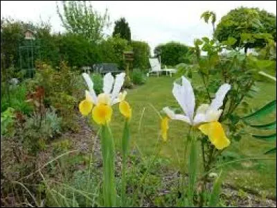 Ruban moitié fil, moitié soie :