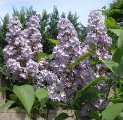 Rame légère, à une ou deux pelles, servant à faire avancer des embarcations longues et étroites, sans y être fixée :