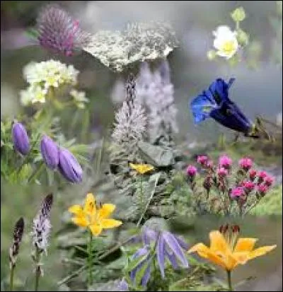 Paroi supérieure de la bouche :