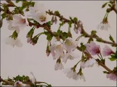 Fruit comestible à chair orangée, originaire du Mexique :