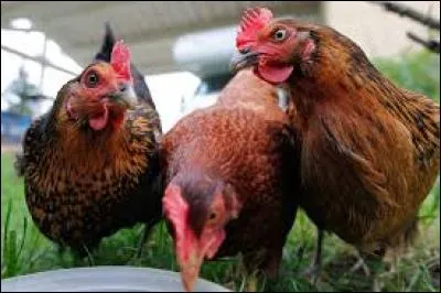 Mais il est cruelle ! Il a perforé des poules avec sa mine.