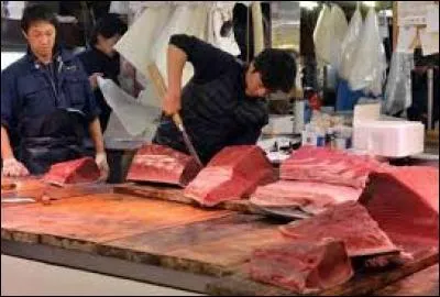 Les Japonais ont trot pratiquer la pêche intansive : ce sont de vraies quêtes de thon.