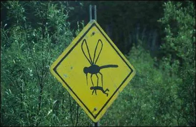 Génial nos amis canadiens (bonjours à tous) ! Au Canada, la nature est plus grande, les bûcherons sont plus grands, et comme indiqué ici... ?