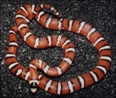 Sur lequel de ces continents trouve-t-on le lampropeltis, serpent dont les diverses espèces portent le nom commun de "serpents-rois" ?