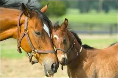 Quel est le nom du bébé du cheval ?
