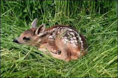 Quel est le nom du bébé du chevreuil ?