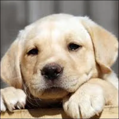 Quel est le nom du bébé du chien ?