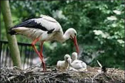 Quel est le nom du bébé de la cigogne ?