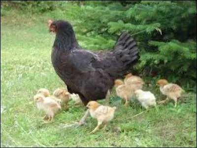 Quel est le nom du bébé du coq ?