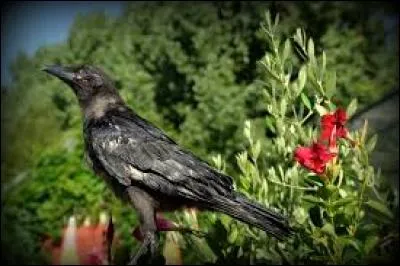 Quel est le nom du bébé du corbeau ?