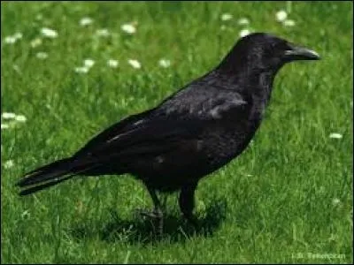 Quel est le nom du bébé de la corneille ?