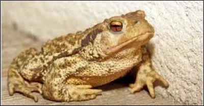 Quel est le nom du bébé du crapaud ?