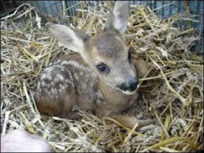 Quel est le nom du bébé du daim ?