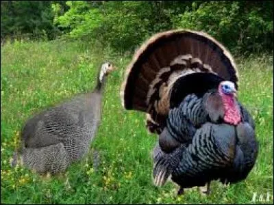 Quel est le nom du bébé de la dinde ?