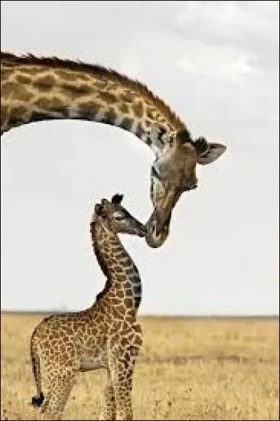Quel est le nom du bébé de la girafe ?