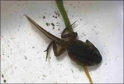 Quel est le nom du bébé de la grenouille ? (le crapaud et la grenouille ne font pas partie de la même espèce ! )