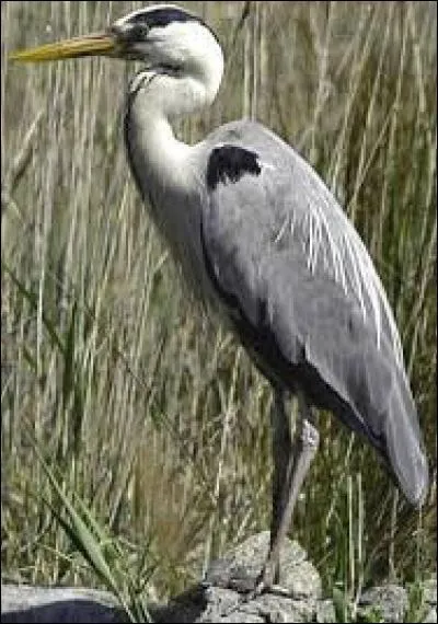 Quel est le nom du bébé du héron ?