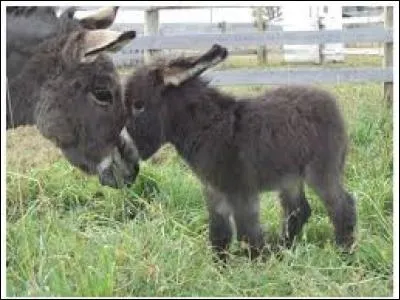 Quel est le nom du bébé de l'âne ?