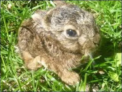 Quel est le nom du bébé du lièvre ?