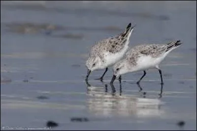 Quel est le nom du bébé de la bécasse ?