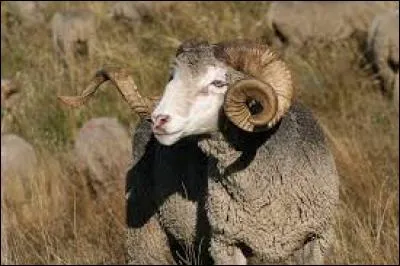 Quel est le nom du bébé du bélier ?