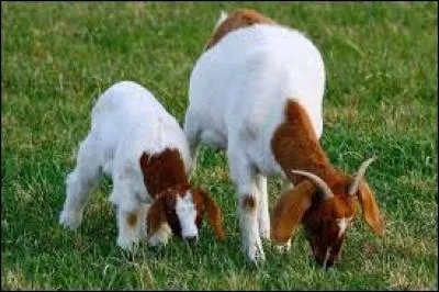 Quel est le nom du bébé du bouc ?