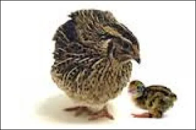 Quel est le nom du bébé de la caille ?