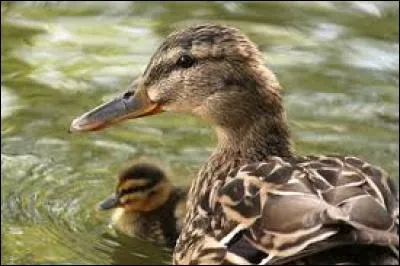 Quel est le nom du bébé du canard ?