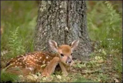 Quel est le nom du bébé du cerf ?