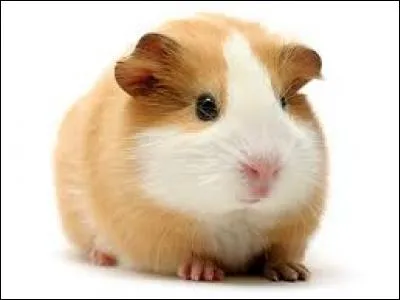 Quel est cet animal ?