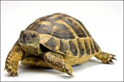 Quel est cet animal ?