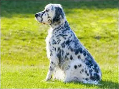 Quelle est cette race ?