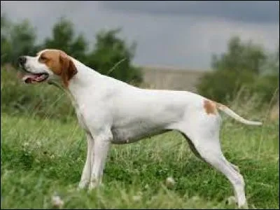 Quelle est cette race ?