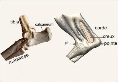 Le cheval présente une plaie au niveau du _________ .