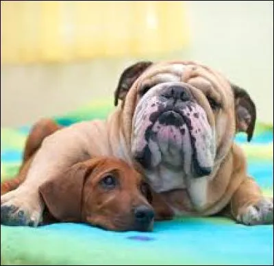 _________ a besoin d'aide devient son protégé.