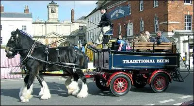 Un cheval _________ robuste, docile et courageux !