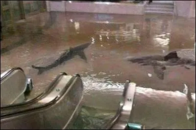 L'année dernière, les champs de José étaient _________ .