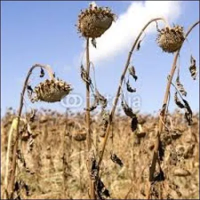 Et cette année, ses cultures sont __________ !