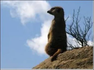 On dirait qu'il fait le _______