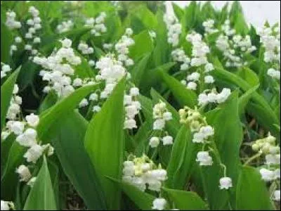 Si on en croit un célèbre proverbe, quand le vigneron est-il rassuré ?