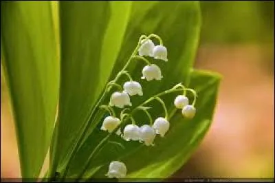 Un autre proverbe est associé au premier jour du mois, le 1er mai. Si jamais la pluie venait à tomber, quel liquide deviendrait amer si on en croit le proverbe ?