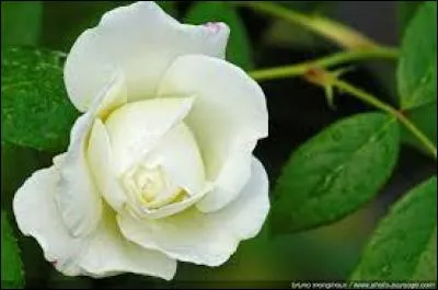 Le mois de mai n'est pas le plus chaud de l'année, comme en témoigne le proverbe dont il va maintenant être question. Ce dernier annonce l'appel du vin et une grande quantité de foin au mois de mai, et ce grâce à deux actions, la première étant la rosée du soir. Quelle est la deuxième ?