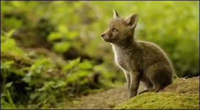 À l'époque où la majorité des Français vivaient uniquement des cultures, le mois de mai était fondamental car il décidait de la qualité de la culture annuelle. Selon un proverbe, que décide le mois de mai ?