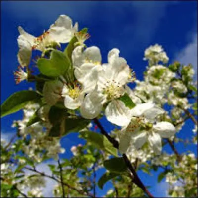 Aventurons-nous sur un terrain on ne peut moins sûr qui est celui des fêtes. Peut-être connaissez-vous la date de votre fête ? D'après un proverbe, une certaine pluie remplit les granges et les fournils. Cette pluie va de la Saint-Hugues à la Sainte-Sophie. Autrement dit :